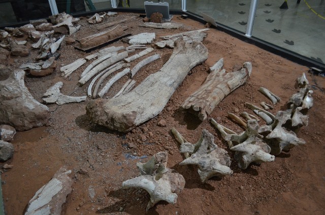 Exposição dos fósseis do Arrudatitan no Museu de paleontologia de Monte Alto