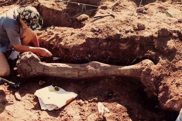 Osso fóssil encontrado durante a primeira campanha de escavações