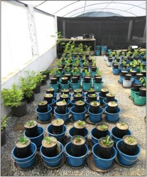 Experimento com plantas nativas do cerrado